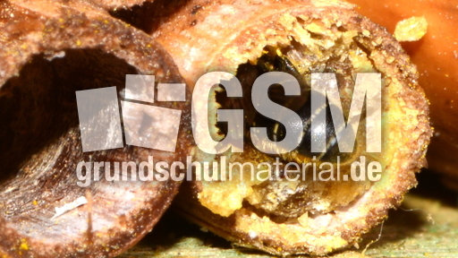 Gemeine Löcherbiene_4.JPG